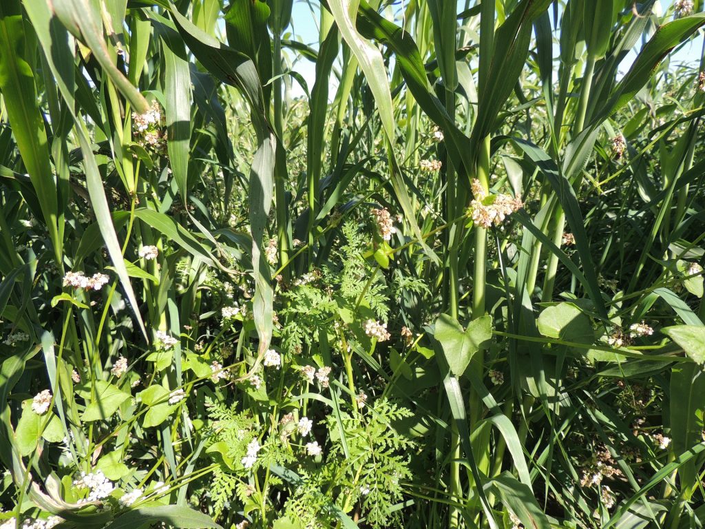 tillagemix-hunor-keverek