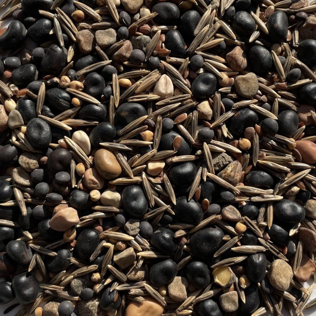 attilapk_2022_1420x1420p