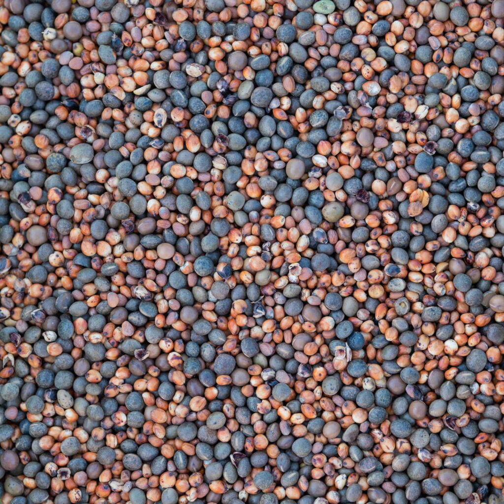 akg_arany_kozeput_2024