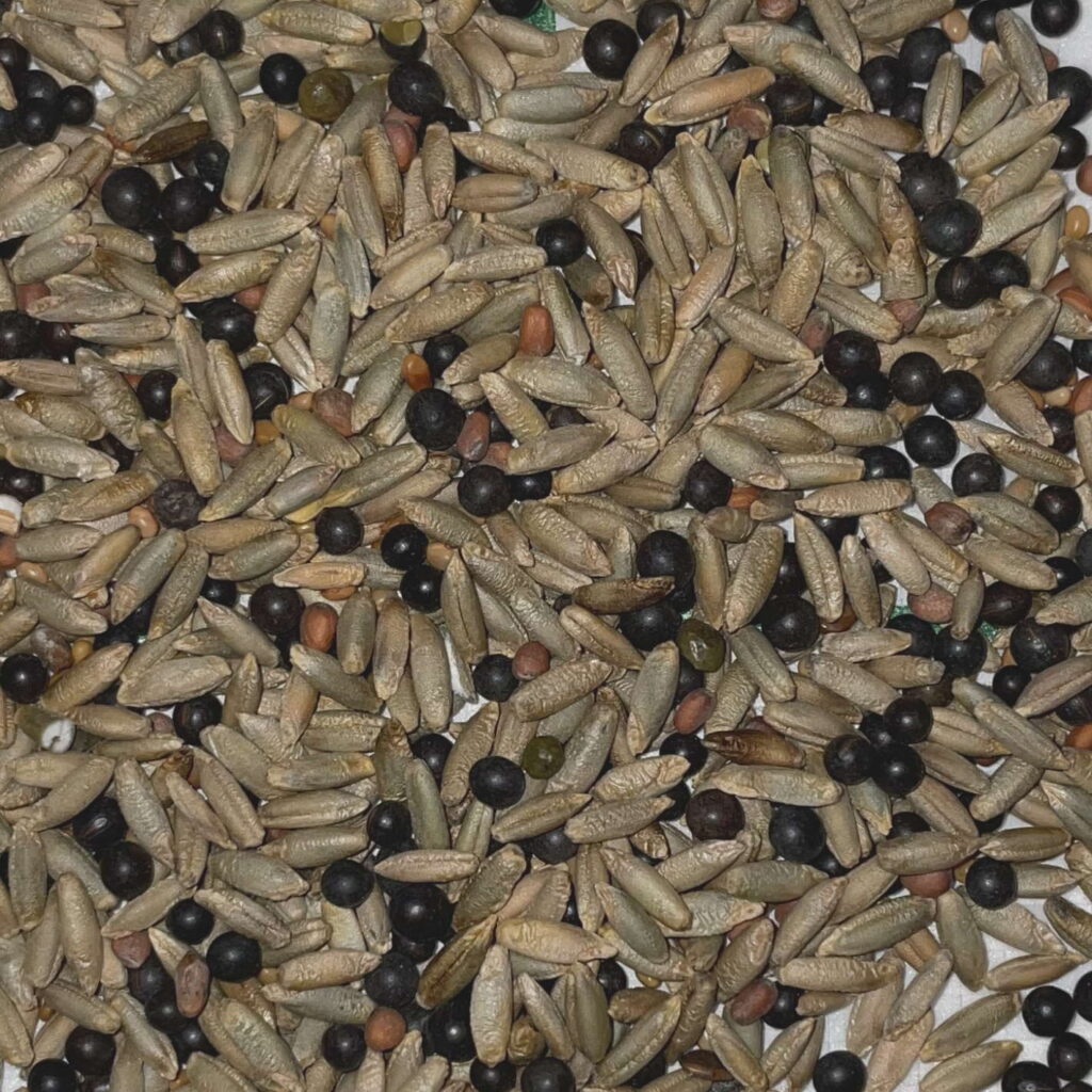 almos_2023_1420x1420