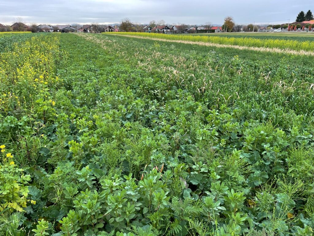 cover-crop-mixes-experiment-1440x1080