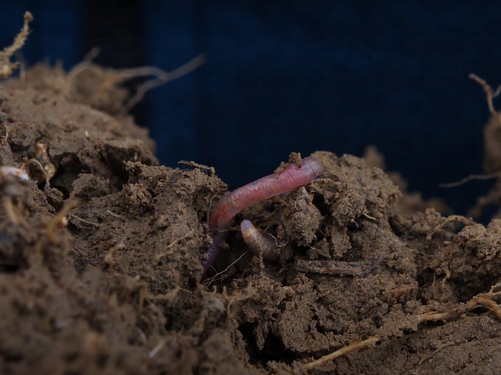 earthworm-vja-blacksoil-20230902