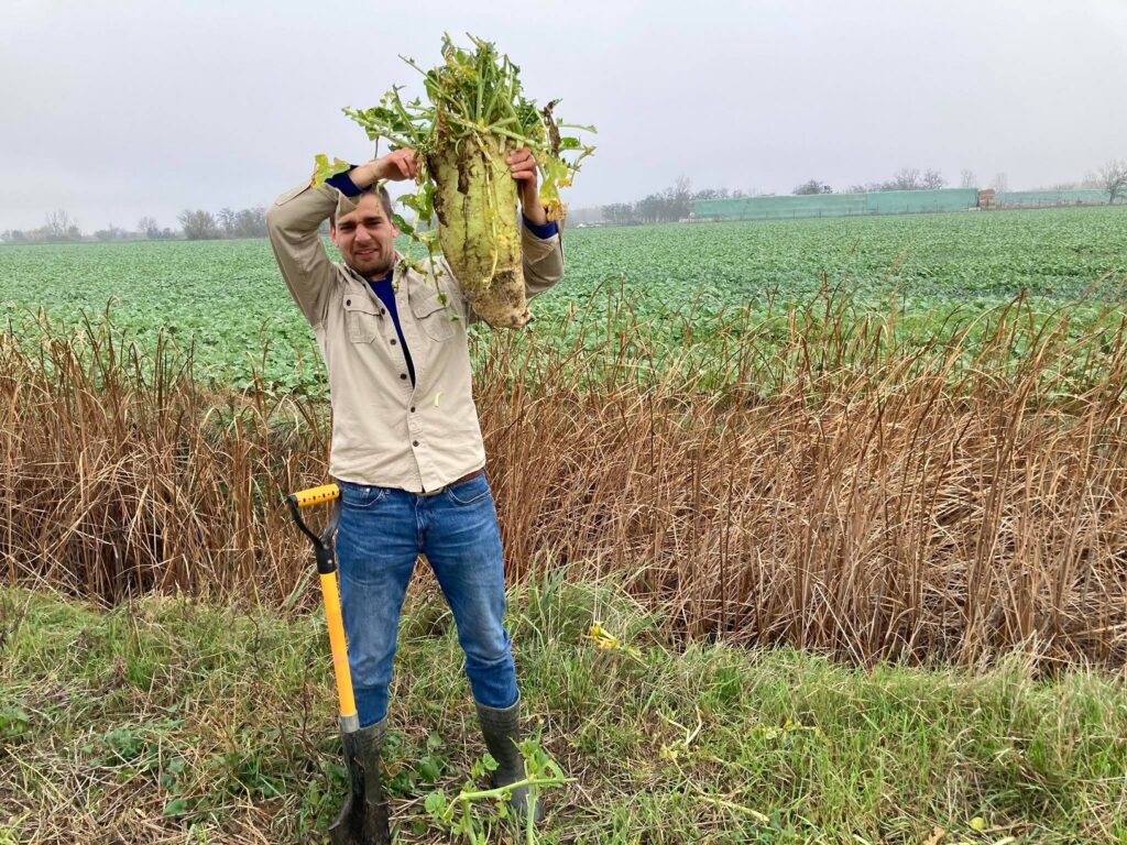 huge-tillage-radish-grazing-1440x1080