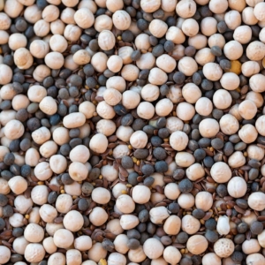 Nitrogén Nagymester – Haladó