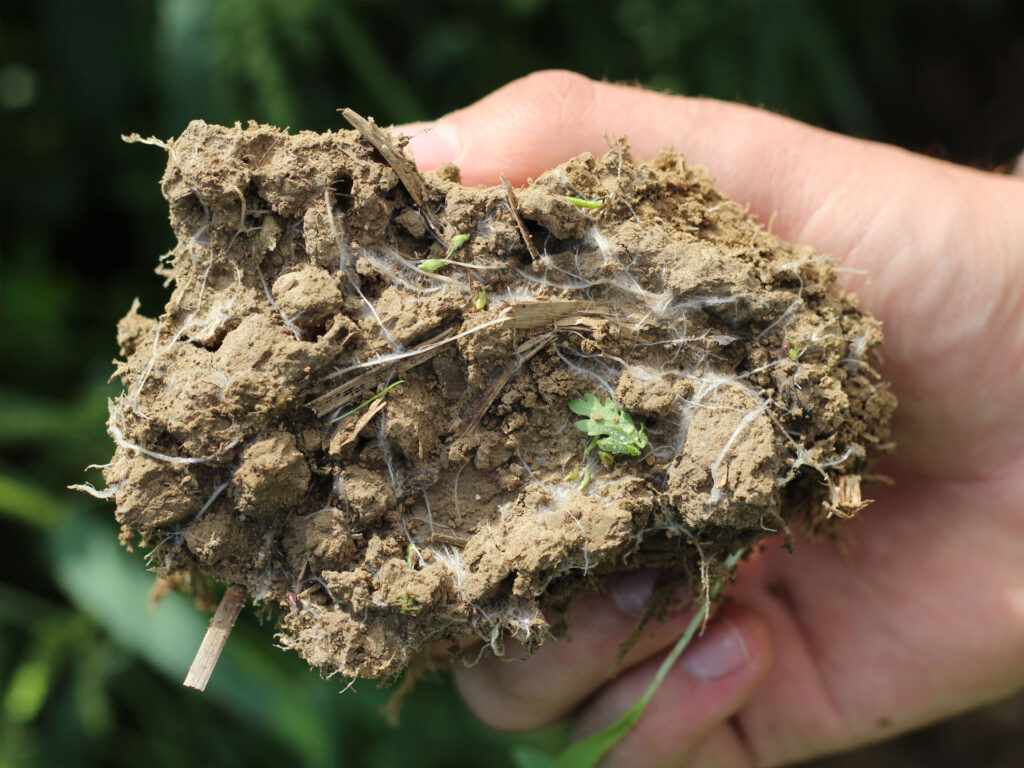 roots-and-fungi-1920x1440